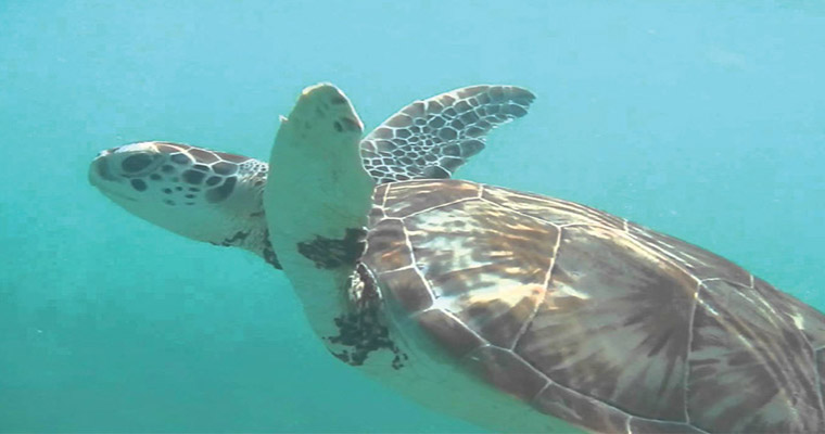 Akumal Snorkel with Sea Turtles 