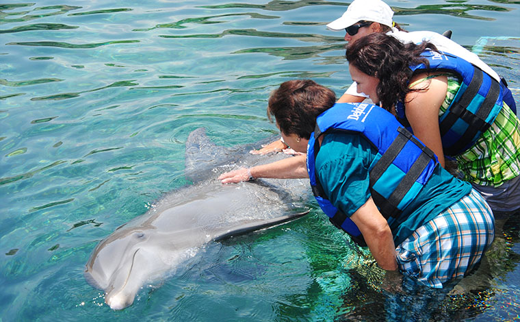 Couples Dreams - Dolphin Swim Riviera Maya 