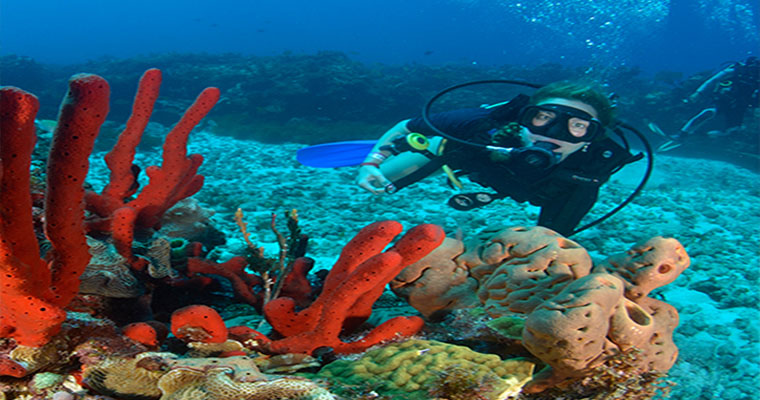 Scuba Dive Package C 