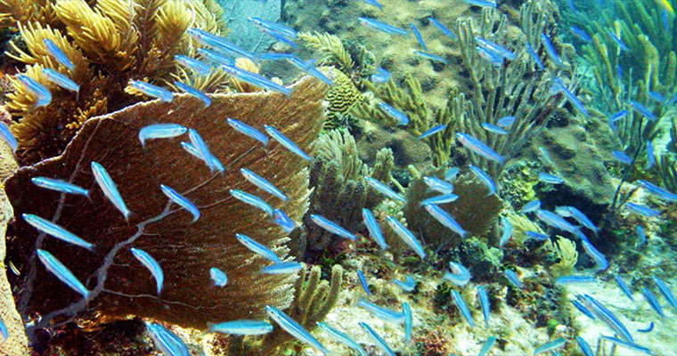 Snorkel in Caverns with Scuba Cancun 