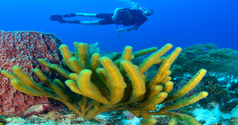 Scuba 1 Tank Cancun 